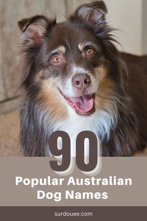 Australian Dog Names Female Dog Names Country, Aussie Dog Names, Australian Dog Names, Country Dog Names, Australian Names, Puppies Names Female, Australian Shepherd Names, Top Dog Names, Australian Dog