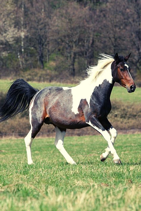 Paint Horses Breed, Horse Coat Patterns, Paint Horse Breed, Paint Quarter Horse, Tobiano Horse, Rare Horse Colors, Unique Horses, Horse Colours, Horse Poses