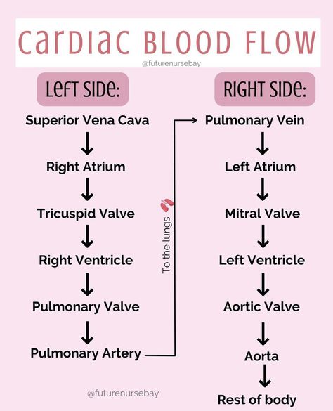 Med School Notes, Nursing School Studying Cheat Sheets, Emt Study, College Studying, Nursing School Inspiration, Medical Assistant Student, Paramedic School, Nursing School Essential, Medical School Life