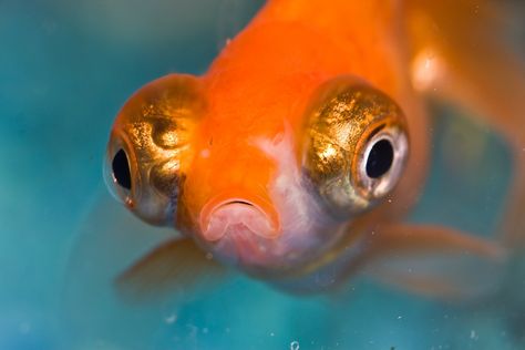 Alien Project, Big Eyed Fish, Goldfish Aquarium, Ugly Animals, Emotional Support Animal, Fish Eye, Pet Fish, Giant Panda, Interesting Photos