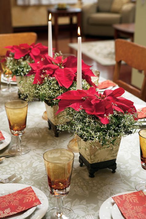 While decorating your home for Winter don't forget to include Diamond Frost Euphorbia to complement your beautiful, colorful Poinsettias. Christmas Table Centerpieces Poinsettia, Poinsettia Table Centerpiece, Paperwhites Christmas Centerpiece, Pointsetta Flower Arrangement, Pointsetta Centerpiece For Large Table, Live Pink Poinsettia Centerpiece, Poinsettia Wedding, Pointsetta Plant Christmas Decor, Poinsettia Centerpiece