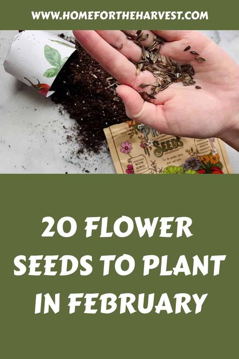 Plants To Start In February, Seeds To Plant In February, What Flower Seeds Need Cold Stratification, Growing Perennials From Seed, Flowers To Plant In February, When To Plant Wildflower Seeds, Planting Zinnias From Seed, Seeds To Start In February, Planting Flower Seeds