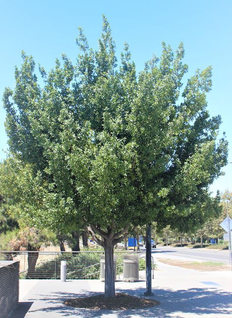 Laurel Bay Tree, Bay Laurel Tree, Bay Laurel, Laurel Tree, Laurus Nobilis, Bay Tree, Landscape Designs, Bay Leaves, Shade Trees