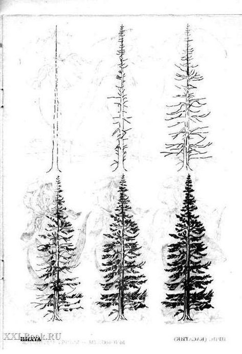 Tree Drawing Sketch, Evergreen Tattoo, Evergreen Tree Tattoo, Pine Tree Drawing, Tattoo Tree, Super Tattoo, Tree Drawings Pencil, Nature Sketch, Tree Sketches