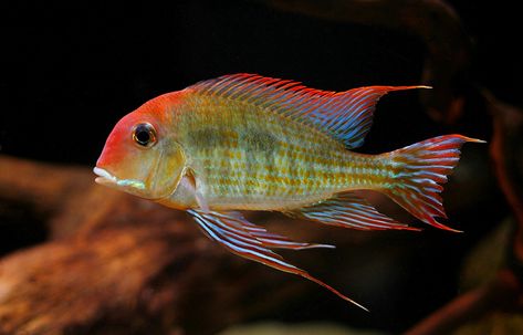 American Cichlid, Cichlid Fish, Undersea World, Phish, Aquascaping, Red Head, Freshwater Fish, Tropical Fish, South American