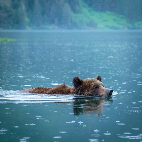 Grizzly Bear swimming in Khutzeymateen Provincial Park, British Columbia Grizzly Bear Wallpaper, Bear In Water, Grizzly Bear Photography, Bear Swimming, Brave Bear, Mtg Playmat, Grizzly Bear Cub, Bear Photography, Baby Panda Bears