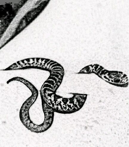 1979 Tattoo, Itachi Tattoo, Liner Design, Carros Bmw, Snake Tattoos, Snake Tattoo Design, Car Tattoos, Snake Tattoo, Black Snake