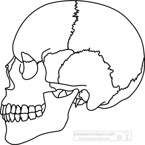 Anatomy Black and White Outline Clipart - black-outline-human-skull-side-view-anatomy-clipart - Classroom Clipart Anatomy Black And White, Anatomy Clipart, Skull Side View, Skull Outline, White Teeth Tips, Teeth Tips, Black And White Outline, Skull Anatomy, Human Back