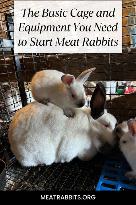 The Basic Cage and Equipment You Need to Start Meat Rabbits - Meat Rabbits Rabbit Setup, Wire Rabbit Cages, Raising Meat Rabbits, Raising Rabbits For Meat, Rabbit Pen, Rabbit Meat, Meat Rabbits, Hay Racks, Raising Rabbits