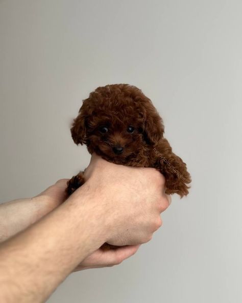 BLESSI 🤎 girl Toy Poodle Teacup Colour : dark brown Adult weight: 1,8-2kg Meet Teacup Toy Poodle puppy named Blessi! This little bundle of joy is waiting for his new family. Blessi will be a great addition to any family, because its adult weight will be only 1.8-2 kg. She will remain small and graceful throughout her life. Blessi has a unique and rare color - dark brown, which gives it a special attractiveness and charm. Her parents were brought by us personally from China and Korea, whi... Toy Poodle Puppy, Puppy Names, Poodle Puppy, Toy Poodle, Toys For Girls, Dark Brown, Puppies, Color