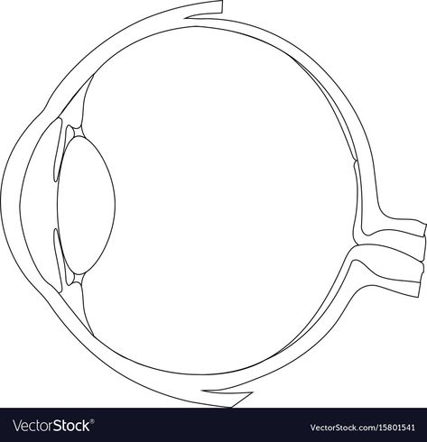 Human Eye Anatomy Drawing, Eyes Structure Drawing, Eye Anatomy Drawing Medical, Eye Structure Anatomy, Eye Diagram Anatomy, Structure Of Eye, Anatomy Of Eye, Eye Anatomy Drawing, Eye Anatomy Diagram