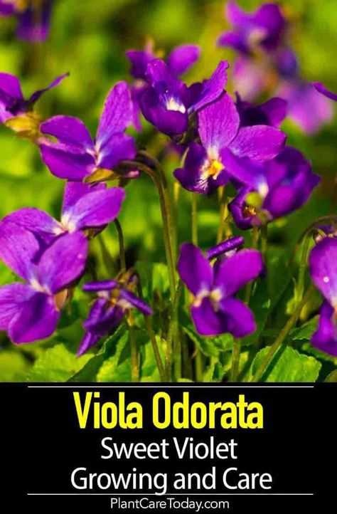 Viola Odorata: Learn Sweet Violet Growing and Care Beautiful Bedding Ideas, Ground Cover Garden, Banana Plant Care, Low Growing Ground Cover, Pergola Carport, Hard Ware, Pergola Swing, Gardening Zones, Herb Gardening