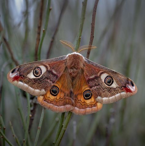 Uk Moths, Emperor Moth, Moth Tattoo Design, Colorful Moths, Cute Moth, Skull Moth, Small Moths, Moth Caterpillar, Moth Art