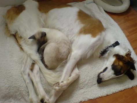 Gorgeous Borzoi curled up with a cat friend. Borzoi Puppy, Borzoi Dog, Kitten Images, Most Beautiful Dogs, Dog Heaven, Cat Cuddle, Afghan Hound, Funny Dog Pictures, Dog Images