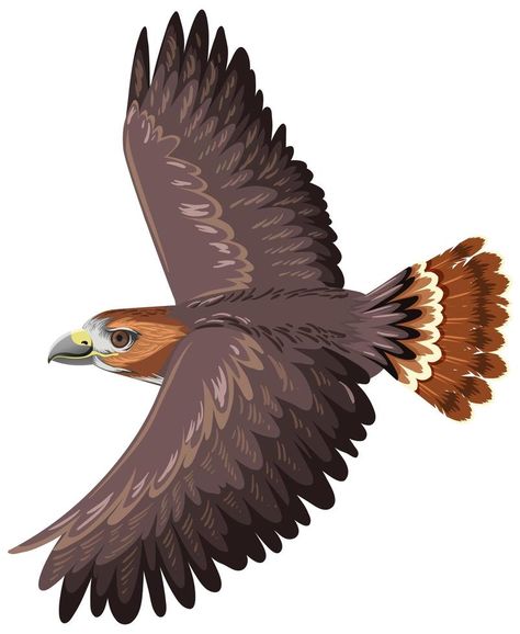 Hawk Cartoon, Red Tail Hawk, Dinosaur Illustration, Red Tailed Hawk, Smash Book, Backgrounds Free, Vector Art, White Background, Vector Free