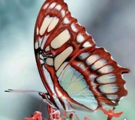 Most Beautiful Butterfly In The World, Wings Background, Most Beautiful Butterfly, Moth Caterpillar, Beautiful Bugs, Butterfly Pictures, Butterfly Kisses, Flowers Wallpaper, Bugs And Insects