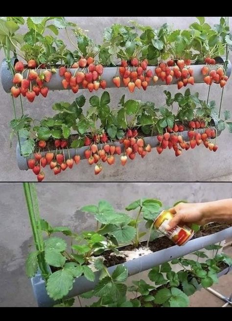 Tomato Pot, Strawberries Growing, Vertical Vegetable Gardens, Tomato Seedlings, نباتات منزلية, Small Vegetable Gardens, Shower Tile Ideas, Strawberry Garden, Indoor Vegetable Gardening