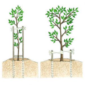 Aquaponics Kit, Tree Stakes, Aquaponics Diy, Tree Support, Can I Ask, Aquaponics System, Garden Help, Growing Grapes, Growing Fruit