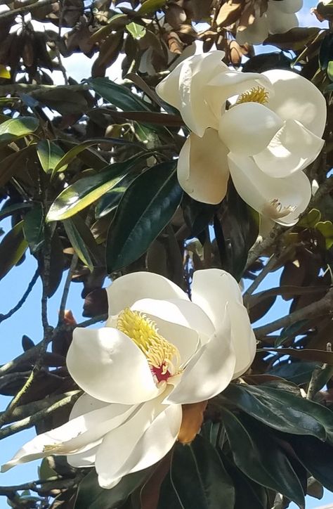 5/23/19 Paint A Magnolia Flower, Magnolia Flower Photography, Magnolia Bud, Fairy Magnolia, Magnolia Grandiflora Illustration, Magnolia Trees, Abstract Flower Painting, Fashion Mood Board, Flower Bud