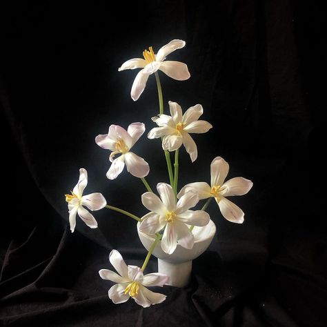 Catherine Foxwell on Instagram: “As florists we can change the shape and form of a flower by reflexing them.  Here are some reflexed tulips in my fave vessel by…” Reflexed Tulips, Shape And Form, Florist, Tulips, Flowers, Plants, Instagram