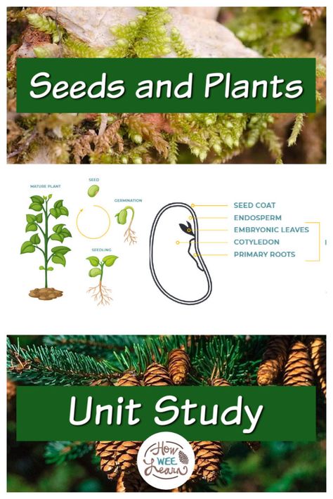 Wetland Biome, Parts Of A Seed, Plant Adaptations, Plant Parts, Seed Dispersal, Plants Unit, Plant Activities, Plant Life Cycle, Enrichment Activities