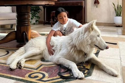 Mid Content Wolfdog, White Wolf Dog, Wolf Dog Hybrid, Wolf Hybrid Dogs, Wolf Dog Puppy, Wolfdog Hybrid, Wolf Dogs, Dog Wolf, Blue Wolf