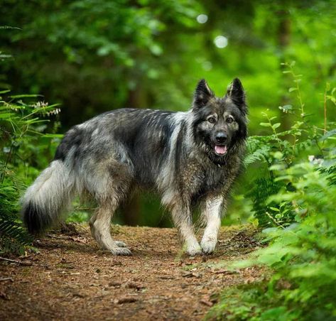 The 10 True Hybrid Cross Breed dogs - HubPages Panda Shepherd, Alsatian Puppy, Wolf Dog Breeds, American Alsatian, Northern Inuit Dog, Shiloh Shepherd, Alsatian Dog, Dog Crossbreeds, Every Dog Breed