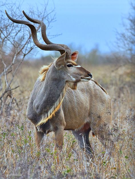 Often called Africa’s grey ghost, the Greater Kudu (Tragelaphus strepsiceros) can slip silently through the bush. This beautiful antelope of eastern and southern Africa is endangered due to declining habitat and poaching. Greater Kudu, African Antelope, Wild Animal Wallpaper, Africa Wildlife, Animal Reference, Rare Animals, Animal References, African Wildlife, Animal Games