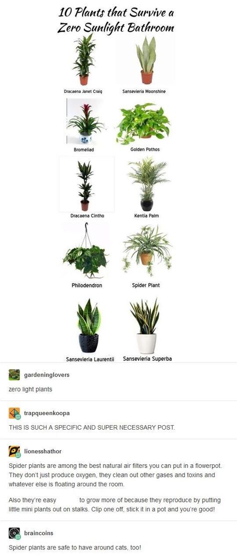 no light houseplants Trendy Plants, Bathroom Plants, House Plants Decor, Spider Plants, Plant Mom, Plant Lady, Cool Plants, Plant Life, Indoor Garden