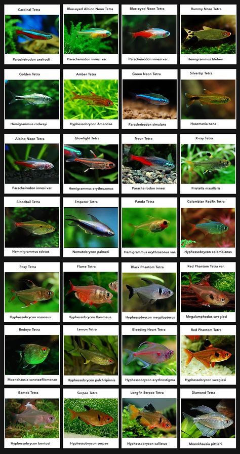 Tetra Fish, Ikan Air Tawar, Taman Air, Fish Tank Design, Tropical Fish Aquarium, Tropical Fish Tanks, Tropical Freshwater Fish, Betta Fish Care, Fresh Water Fish Tank