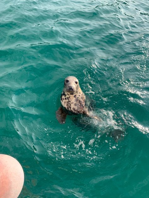 seal animal aesthetic water cornwall sea ocean seaside england cute pretty boat seals Seal Sanctuary Cornwall, Cornwall England Aesthetic, Seals Aesthetic, Sunny Moodboard, Seaside England, Cornwall Aesthetic, Cornwall Painting, The Sea Aesthetic, Cornwall Life