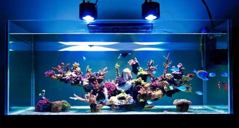 (26) Minimalist Aquascaping | Page 2 | REEF2REEF Saltwater and Reef Aquarium Forum Reef Tank Design, Reef Aquascaping, Reef Tank Aquascaping, Saltwater Aquarium Setup, Nano Reef Tank, Off The Deep End, Marine Fish Tanks, Saltwater Aquariums, Saltwater Aquarium Fish