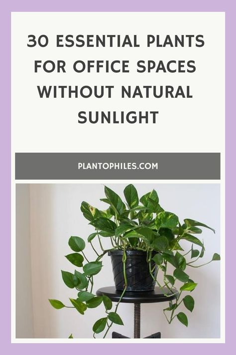 Discover plants that excel in the darkest of spaces with our guide to the 30 best options for offices without windows—bring your office to life! Best Plants For Office With No Window, Office Plants No Sunlight, Office With No Windows Ideas, Office Without Windows, Best Office Plants, Money Tree Plant, Types Of Houseplants, Peacock Plant, Parlor Palm