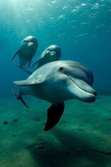 Dolphins National Geographic Photo Contest, Sea Mammal, Fauna Marina, Marine Mammals, Narwhal, Ocean Creatures, Ocean Animals, In The Ocean, Sea Animals