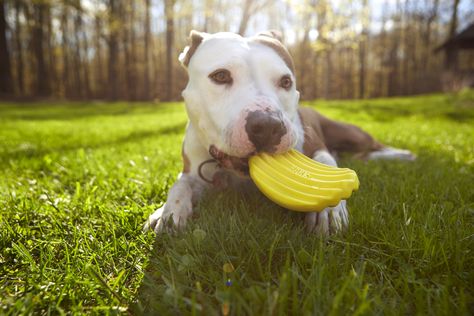 It’s 95 degrees and sunny, with a 100% chance of playhacks. Clear some room in the freezer and grab a few of your pup’s favorite water-proof toys. Let’s get started! Introducing Super Chewer Play Hacks: A series where we show you how to take your toys to a whole other level and challenge your dog in new, exciting ways. You … Frozen Play, Peanut Butter Yogurt, Upset Tummy, Play Hacks, Plain Greek Yogurt, Canned Pumpkin, Frozen Treats, Healthy Treats, Potato Chips