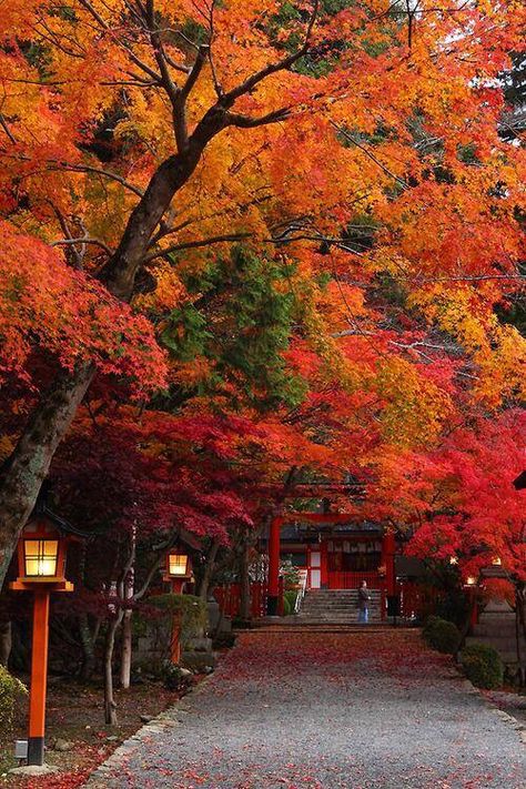 Beautiful fall colors Fall Scenes, Japan Nature, Japan Autumn, Autumn Scenes, Red Leaves, Colorful Trees, Autumn Scenery, Autumn Leaf, Autumn Beauty