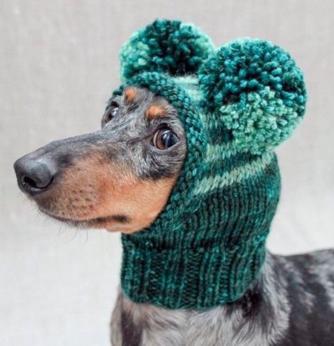 Dapple Dachshund, Long Haired Dachshund, Hee Hee, Weenie Dogs, Dachshund Puppies, Dog Hat, Dachshund Love, Crochet Dog, Dog Sweaters