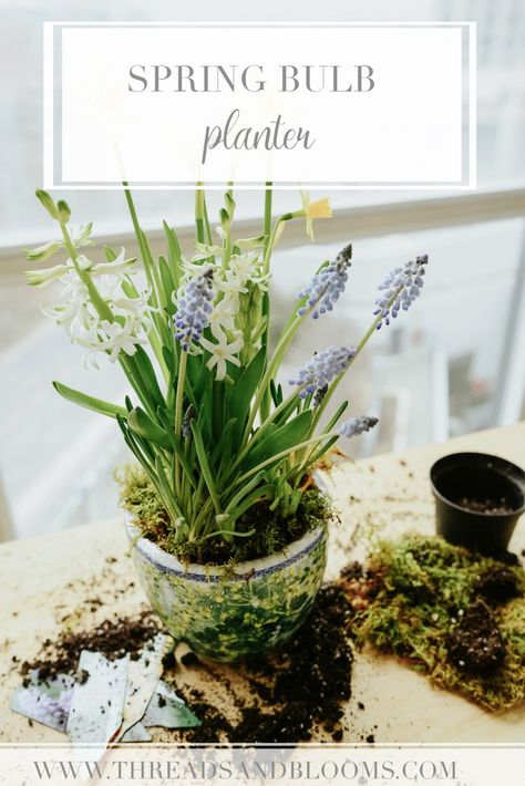 Bulb Planter - Simple Spring Planter Tutorial with Daffodils, Tulip Bulbs and more Urban Gardening Ideas, Bulb Planter, Fresh Tulips, Spring Planter, Tulips Arrangement, Colorful Planters, Herb Containers, Tulip Bulbs, Garden Bulbs