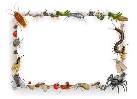 Insect Frame, Colorado Beetle, Poisonous Animals, Front Page Design, Desert Animals, Vector Frame, Insect Collection, Presentation Backgrounds, Rose Illustration