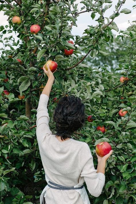 Eating Apple Photography, Apple Orchard Aesthetic, Apple Picking Aesthetic, People In Nature, Apple Garden, Picking Apples, Fruit Picking, Apple Trees, Garden Photography