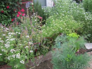 Super Drought Tolerant Plants for Central Texas – Lisa's Landscape & Design Native Plant Landscape, Texas Landscaping, Xeriscape Landscaping, Texas Native Plants, Low Water Plants, Butterfly Gardens, Low Water Gardening, Shade Shrubs, Drought Tolerant Landscape