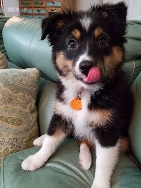 mini american shepherd tri Astralin Shepherd, Mini American Shepherd, Miniature Border Collie, Mini Aussie Shepherd, Mini Aussie Puppy, Mini Australian Shepherd, Miniature American Shepherd, Aussie Dog, Mini Australian Shepherds