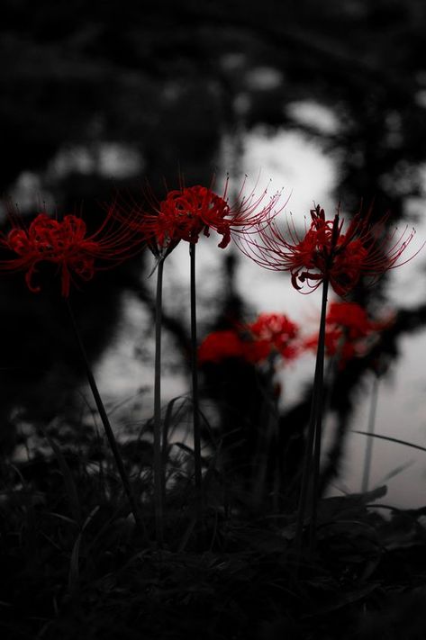 燃赤 | SONY DSC | あおい. | Flickr Spider Lilies Aesthetic, Red White Black Aesthetic, Spider Lily Aesthetic, Vermelho Aesthetic, Lycoris Radiata, Spider Lilies, Red Aesthetics, Edgy Vibes, Lily Wallpaper