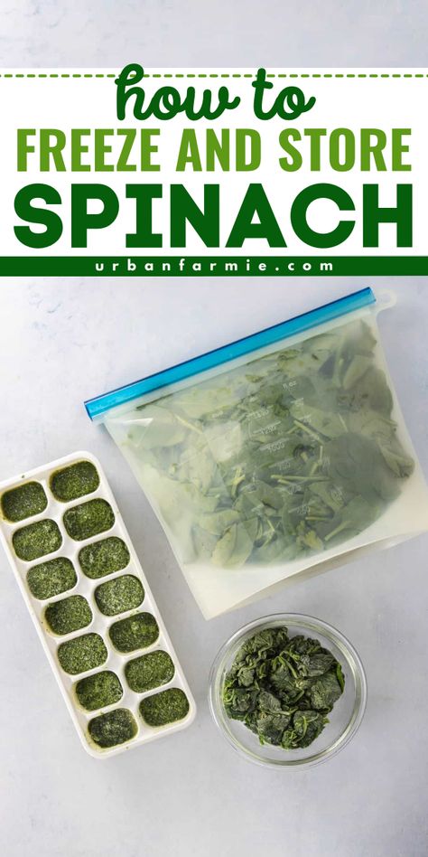 Always in search of vegetable ideas for dinner? Learn how to store spinach long term! Not only is it great for veggie side recipes, but you can also use it to make smoothies! Save this and try it! How To Freeze Vegetables, Veggie Side Recipes, How To Store Spinach, Freeze Spinach, Vegetable Ideas, Veggie Side Dish Recipes, Freezing Vegetables, Cooking Spinach, Make Smoothies