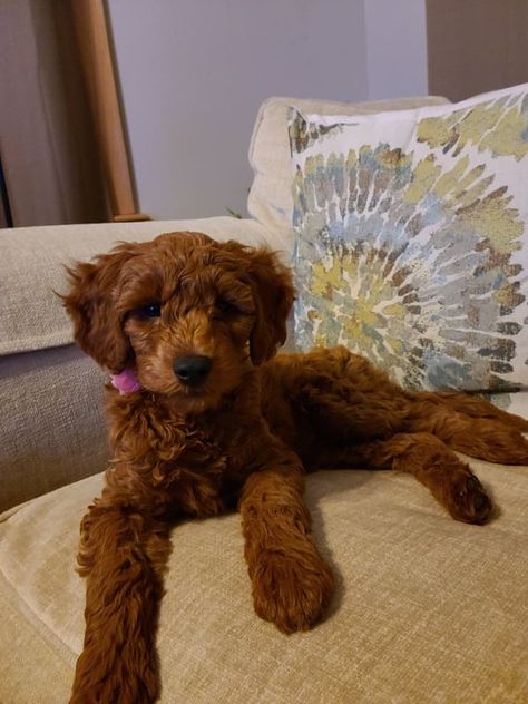 7 Best Goldendoodle Breeders In Minnesota Mini Goldendoodle Breeders, Mini Goldendoodles, Standard Goldendoodle, Goldendoodle Breeders, Mini Goldendoodle Puppies, Goldendoodle Puppy For Sale, Puppy Proofing, Goldendoodle Puppies, Mini Goldendoodle