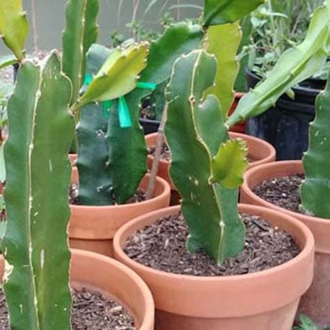 Grow Dragon Fruit, Dragon Fruit Varieties, Como Plantar Pitaya, How To Grow Dragon Fruit, Dragon Fruit Tree, Dragon Fruit Cactus, Dragon Fruit Plant, Red Dragon Fruit, Plant Cactus