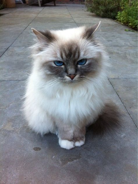 Birman Kittens, Most Popular Cat Breeds, Popular Cat Breeds, American Bobtail, Ocicat, Birman Cat, Fluffy Cat, Ragdoll Cat, Cute Kittens