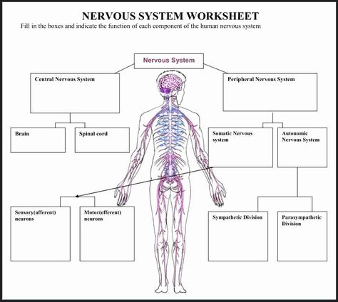 Nervous System Worksheet High School Lovely Nervous System Worksheet Pack with Diagrams by Help – Chessmuseum Template Library Neuron Structure And Function, Nervous System Worksheet, Physiological Psychology, Nervous System Diagram, Nervous System Anatomy, Nervous System Activities, Brain Nervous System, Human Nervous System, Sistem Saraf