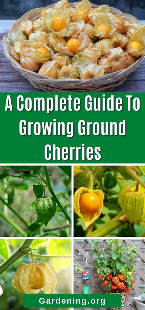 You may or may not know about ground cherries, but these old-time favorite garden plants are making a comeback. Learn how to grow them here! Tomatillo Plant, Ground Cherries, Cherry Types, Ground Cherry, Cherry Plant, Pink Perennials, Berry Garden, Berry Plants, Gothic Garden