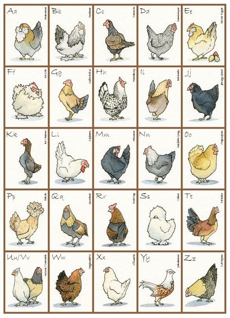 Alphabet of Chickens - OC artwork u/Guerdonian Cute Chicken Drawing Kawaii, Cute Chicken Names, Chicken Species, Oc Artwork, Chicken Wallpaper, Cute Chicken Coops, Chicken Coop Garden, Chicken Coop Decor, Chicken Drawing